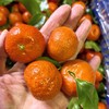 家庭装～广西荔浦砂糖橘【净重约5斤】：颗颗精选，树上自然成熟果	，全程农家肥，风味浓郁！ 商品缩略图1