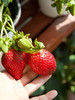 【29.9元2盆 草莓盆栽】预售3天内发 好看又能吃 带红草莓发货~ 商品缩略图1
