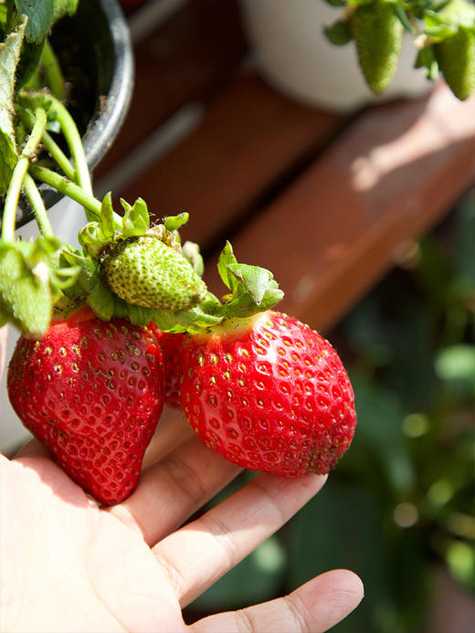 【29.9元2盆 草莓盆栽】预售3天内发 好看又能吃 带红草莓发货~ 商品图1