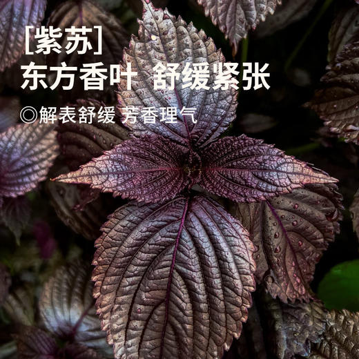 【真不二】儿童晕车贴草本穴位贴调理成人儿童耳后贴 8贴/盒 （3岁及以上可用） 商品图4