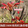 2026春季现摘红油香椿芽云南农家头茬新鲜野生嫩芽鲜香春菜下饭菜 商品缩略图1