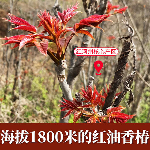 2026春季现摘红油香椿芽云南农家头茬新鲜野生嫩芽鲜香春菜下饭菜 商品图1