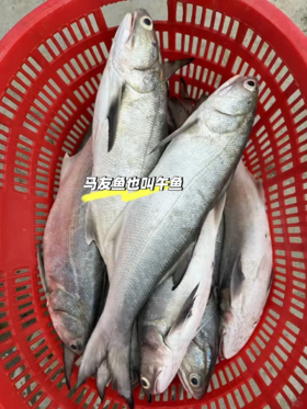 本港午鱼🐠闽南第一嫩鱼😋千层糕似肉质，入口即化，鲜嫩无比👍👍活冻