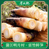 春季限定【雷竹鲜笋5斤装】老伙记细叶乌头雷竹笋5斤装 2026新鲜春笋 四川蒲江明月雷竹春笋 现挖嫩芽笋 鲜嫩去老根 冰袋保温箱发货 商品缩略图0