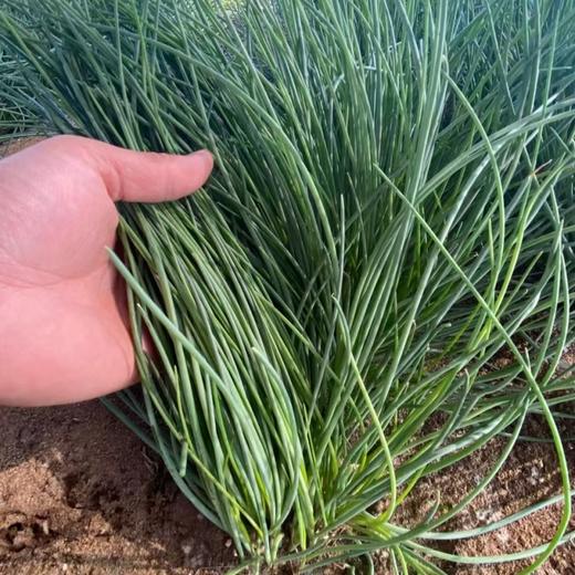 甘肃民勤沙葱 | 沙漠里的“翡翠鲜蔬” !一口脆嫩，满嘴清香 ! 葱味十足色泽深绿,凉拌开胃入馅提香! 商品图1