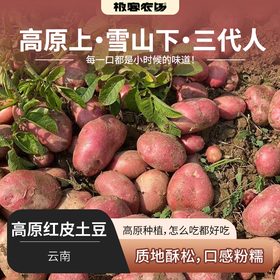 【老友回馈❗️】高原红皮土豆丨高原种植，口感粉糯，每一口都是小时候的味道。中通快递