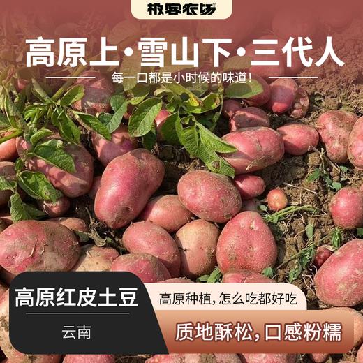 【老友回馈❗️】高原红皮土豆丨高原种植，口感粉糯，每一口都是小时候的味道。中通快递 商品图0