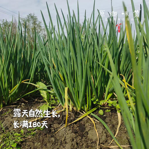 生态小葱（农场直发-顺丰包邮）| 1斤/2斤装，来自成都郫都区【原乡农场-自产自销】 商品图1