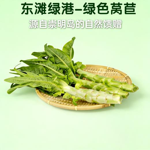 [东滩绿港]绿色莴苣实惠装 商品图0