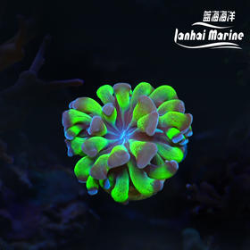 人工双色分枝榔头