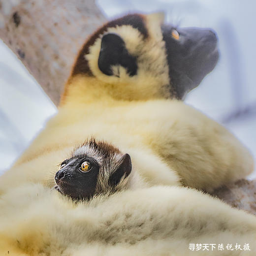 非洲·马达加斯加 12 天摄影创作之旅 商品图5