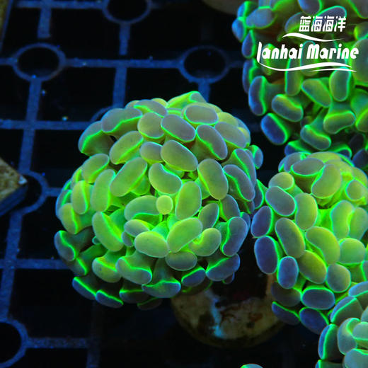 人工幻彩分枝榔头 商品图2