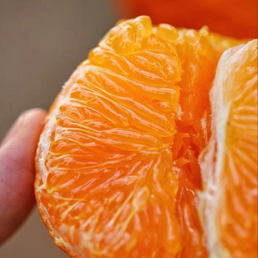 【产地直发】四川明日见柑橘 新鲜采摘 多规格可选 商品图1