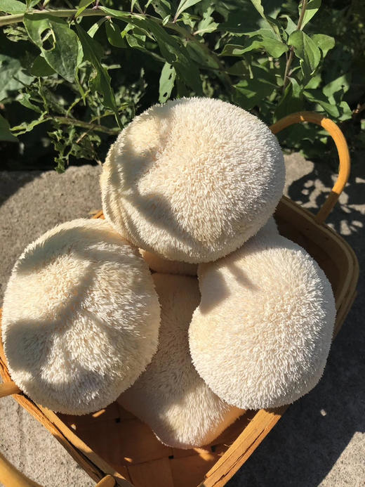 京东包邮，新鲜运输🚚新鲜猴头菇 当天现摘现发基地直邮 商品图2