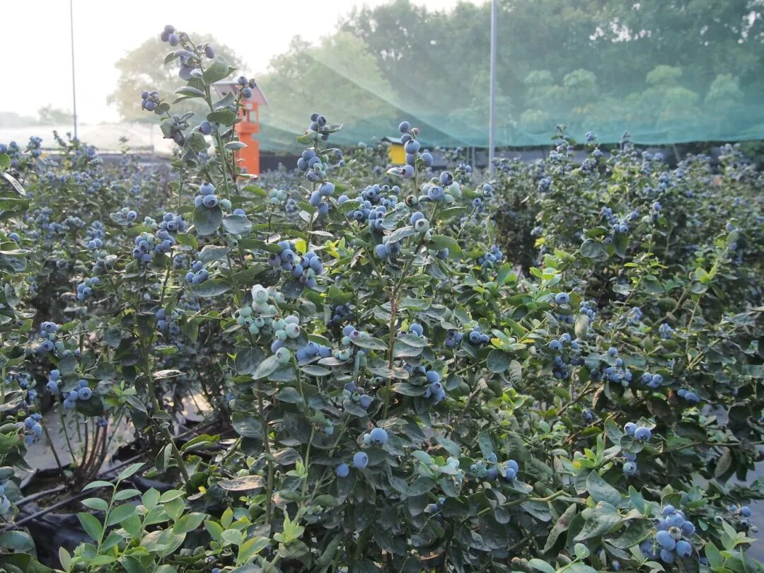 蓝莓王国甜蜜狂欢1日营