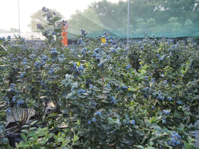 蓝莓王国甜蜜狂欢1日营