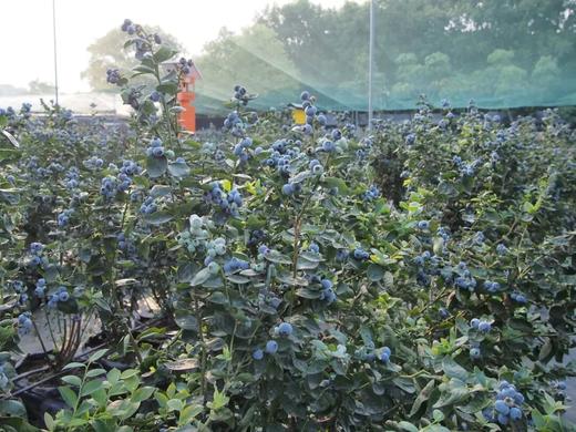 蓝莓王国甜蜜狂欢1日营 商品图0