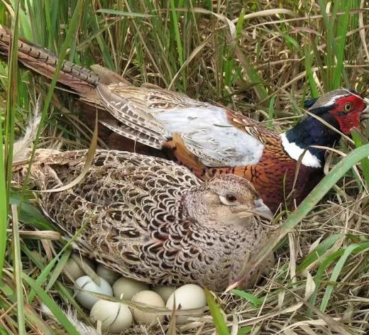 周三取货：【七彩山鸡蛋】特惠：18.8元/盒，一盒10只，微量元素高，营养丰富。 商品图1