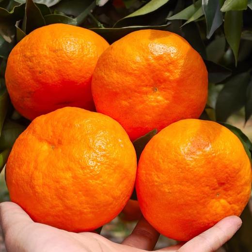 【产地直发】四川明日见柑橘 新鲜采摘 多规格可选 商品图0