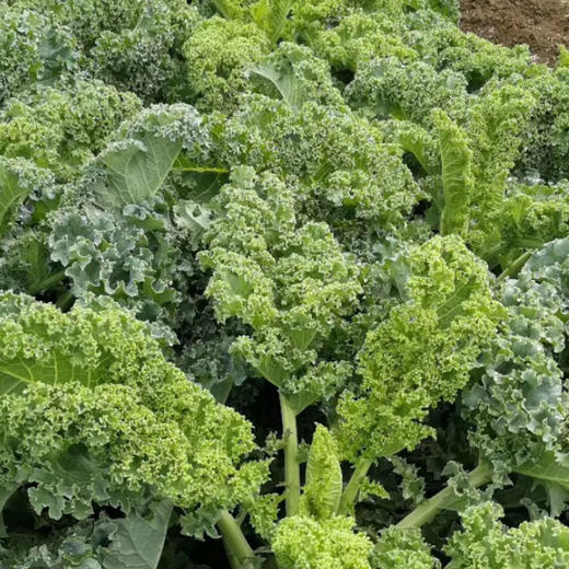 【基地直发】有机蔬菜羽衣甘蓝3斤/6斤欧盟认证自有农场新鲜直发包邮 商品图3