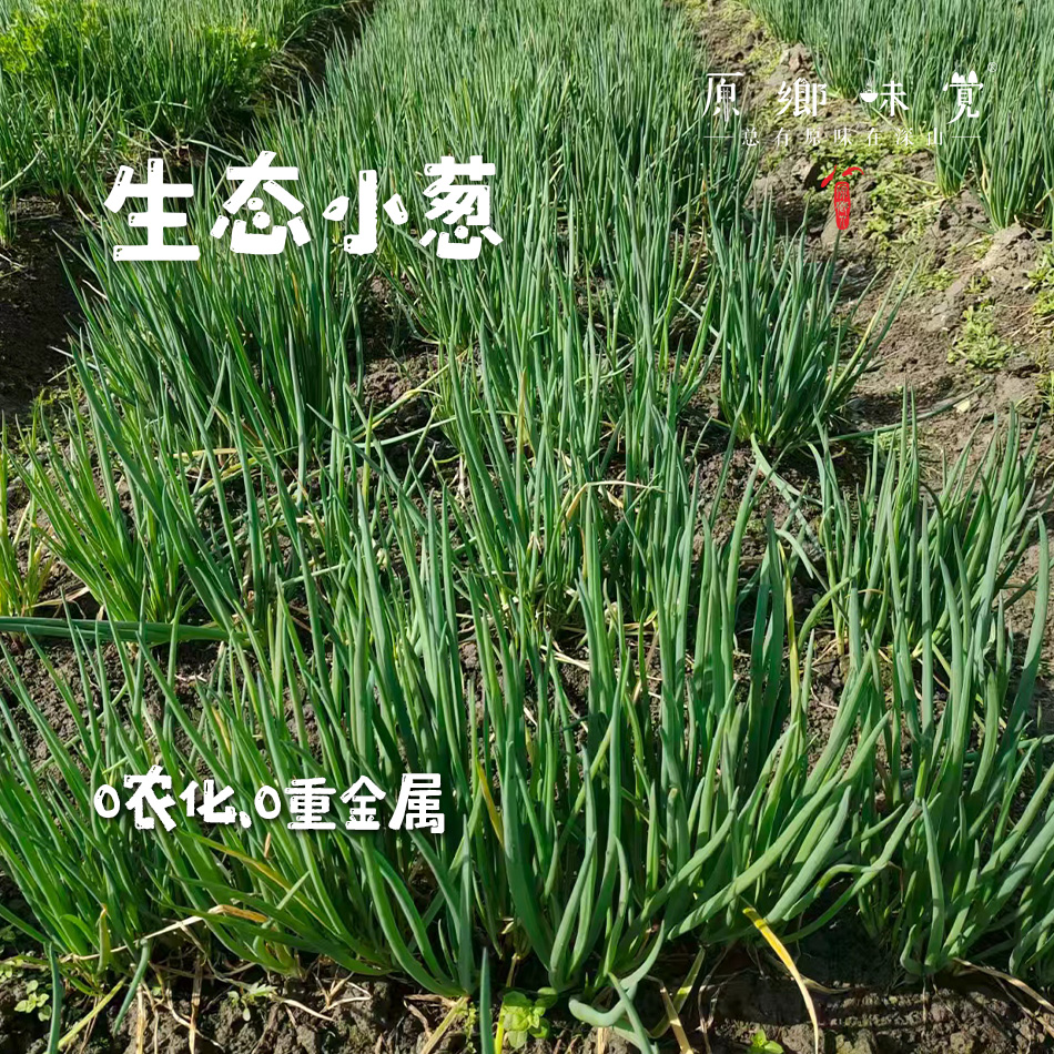 生态小葱（农场直发-顺丰包邮）| 1斤/2斤装，来自成都郫都区【原乡农场-自产自销】