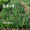 生态小葱（农场直发-顺丰包邮）| 1斤/2斤装，来自成都郫都区【原乡农场-自产自销】 商品缩略图0