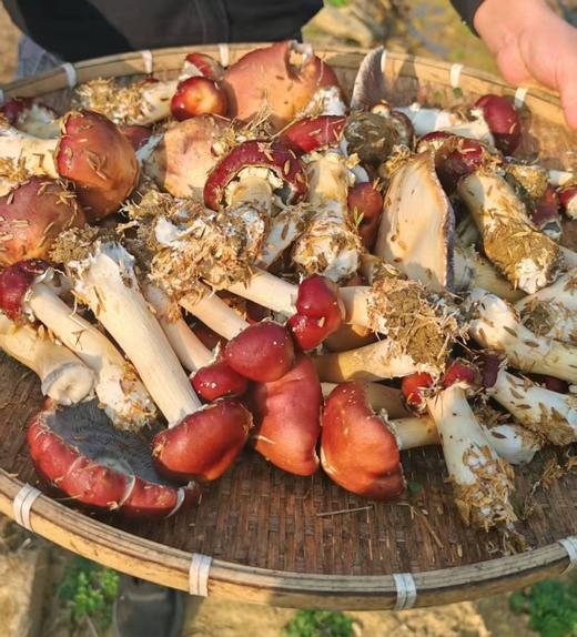 春日从化野趣1日营 商品图2