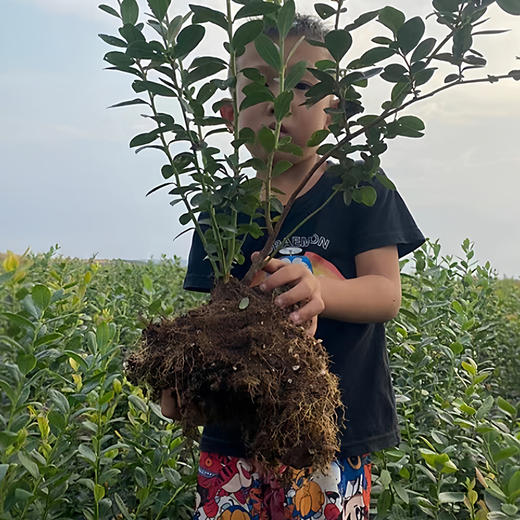 云南高原F6整颗蓝莓树果苗盆栽室外阳台果树果苗带果发货高产大果家庭种植 商品图5