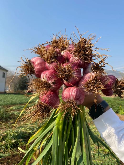 【产地直发】云南独头鲜蒜！每一个都是鸡蛋大小，又大又香又新鲜‼️每天三瓣蒜，大病好一半！高原来的紫皮蒜，香辣不一般！ 商品图9