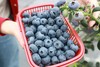 蓝莓王国甜蜜狂欢1日营 商品缩略图1