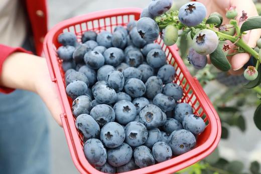 蓝莓王国甜蜜狂欢1日营 商品图1