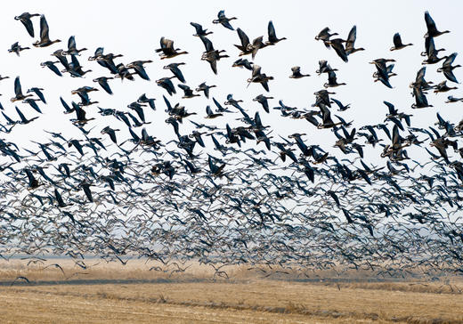 拍鸟专线·东营黄河口鸟浪、沿海潮汐树+烟墩角天鹅+青岛海滨4天/8天 商品图1