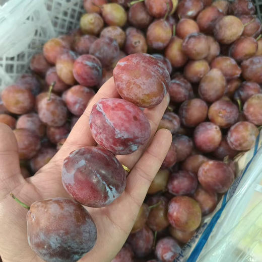 【瘦身季西梅来啦】活动爆款回馈，醇甜可口，越放越甜越好吃的那种，实惠性价比果粉足水分高，瘦身好果，芳香甜美！ 商品图4