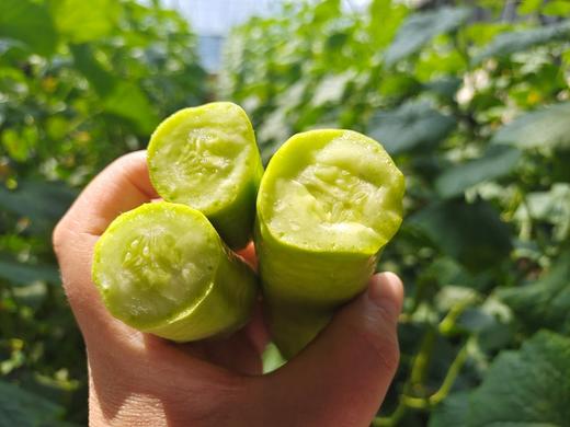 「好吃到根儿！」山东奶油冰糖黄瓜 这黄瓜咋这好吃！  txa 商品图4