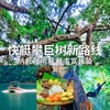 云南 | 版纳坐快艇攀巨树「纳板河雨林」1日游，最新西双版纳好玩刺激新路线！澜沧江快艇/飞拉达/雨林徒步/攀爬独树成林巨树/溜索/超爽高空秋千，吃地道丰富美食，五一端午清明节行程提前预定！ 商品缩略图0