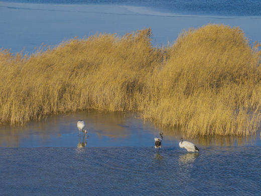 拍鸟专线·东营黄河口鸟浪、沿海潮汐树+烟墩角天鹅+青岛海滨4天/8天 商品图13