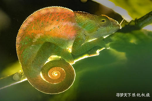 非洲·马达加斯加 12 天摄影创作之旅 商品图8