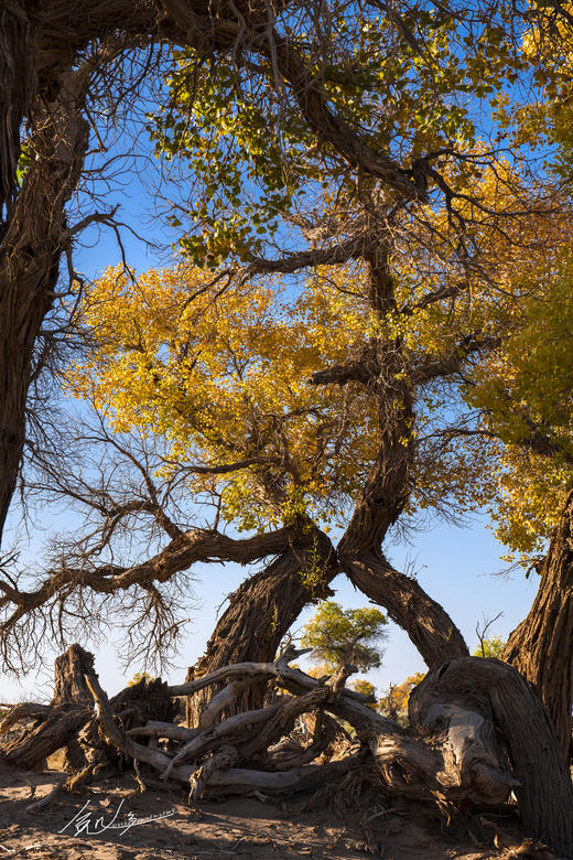 青甘蒙·秋季大环线13天—额济纳胡杨、黑独山、七彩丹霞、俄博梁、大柴旦、茶卡盐湖深度摄影团 商品图4
