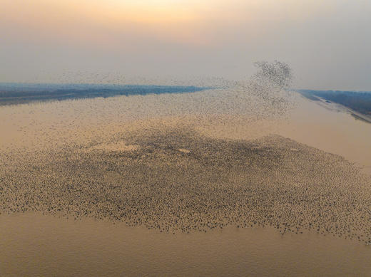 拍鸟专线·东营黄河口鸟浪、沿海潮汐树+烟墩角天鹅+青岛海滨4天/8天 商品图5