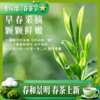 黄红缨瓮安白茶春茶贵州绿茶铁盒装108g办公口粮茶 商品缩略图4