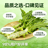 [东滩绿港]绿色莴苣实惠装 商品缩略图3