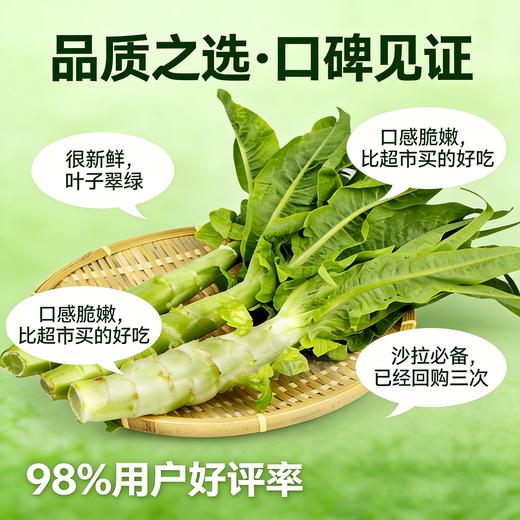 [东滩绿港]绿色莴苣实惠装 商品图3