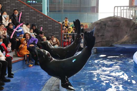 春假4.1-2【双流.海洋馆夜宿营】畅游海洋馆，学习丰富海洋知识，近距离观察行为习性，亲手喂食，在海底支起帐篷，感受波音737客机的模拟机飞行体验，滑冰体验 商品图4