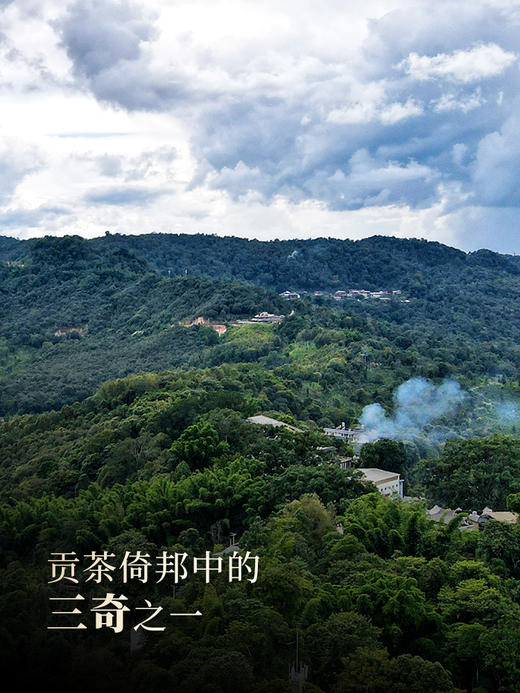 3月12日中午12点【新品预售】【猫耳朵单株】2026年头春头采茶中精灵“猫耳朵”云南仅有0.01％的茶种 100克/饼 5饼/提，每提加送60克同款散茶 商品图2