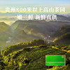 【2026年春茶】八马茶业丨明前特级雀舌绿茶伴手礼茶叶正品官方旗舰店 商品缩略图4