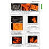 胎儿三维和四维超声的现状 熊奕 许晓华 主译 正常胎儿的解剖和发育 胎儿中枢神经系统等 9787523532300 科学技术文献出版社 商品缩略图4