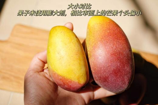 【树上熟贵妃芒】肉厚核薄 甜香满溢，甜度可达15-20度，新鲜采摘，自然成熟 CC 商品图8