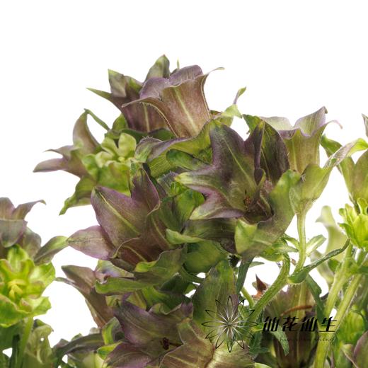 配花 | 风铃花牛奶淡紫 商品图5