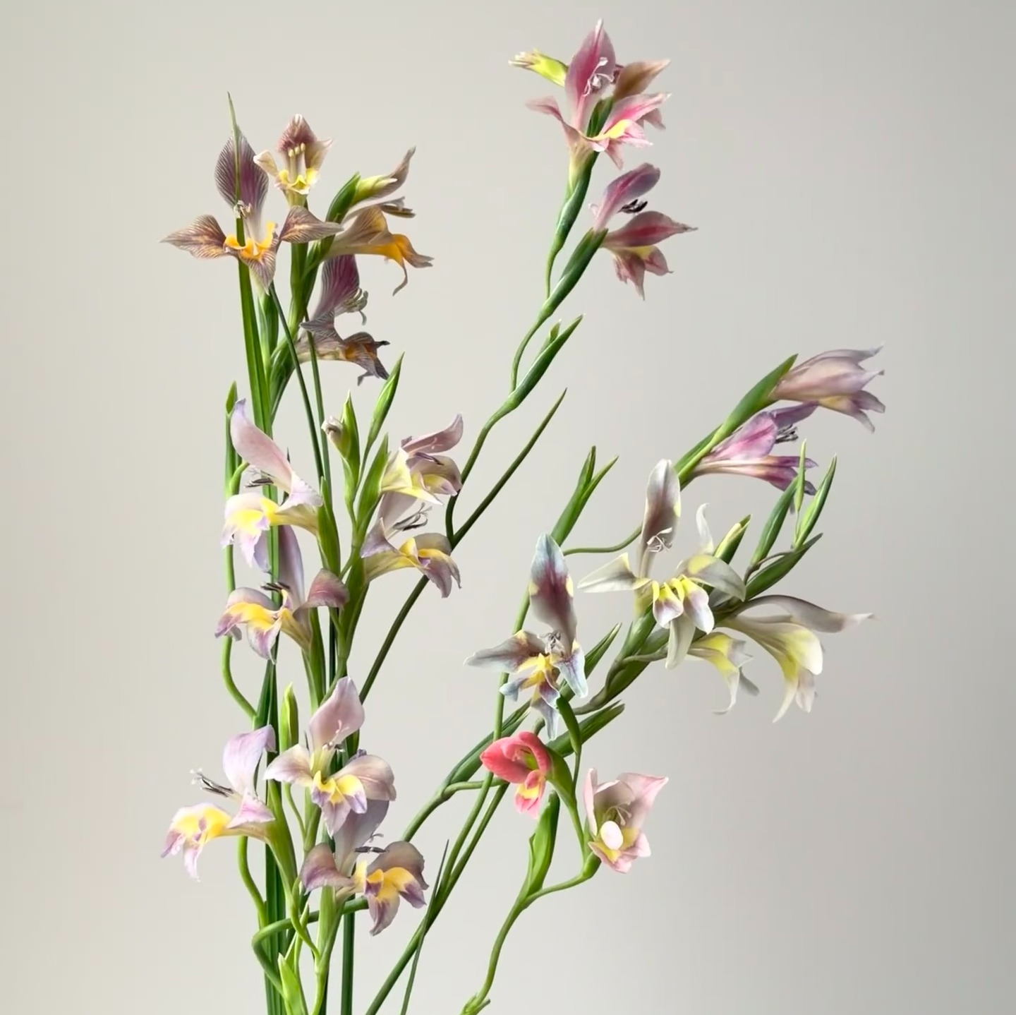 国产剑兰 | 南非原生剑兰随机色