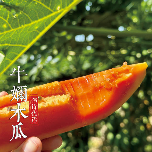 伟诗优选 | 牛奶木瓜 商品图4